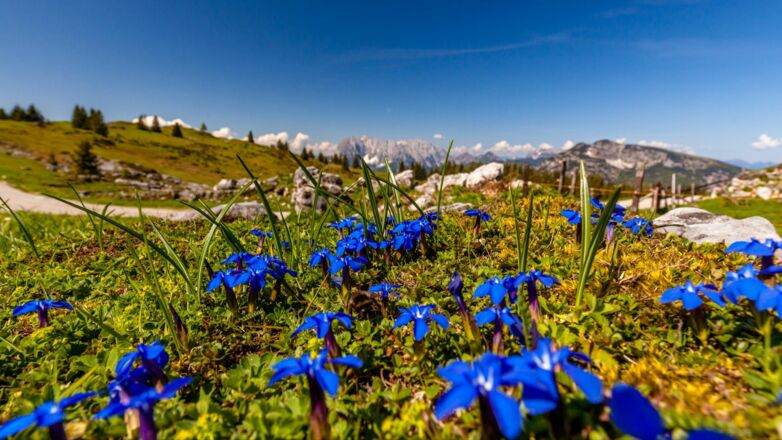 Enzian auf der Eggenalm