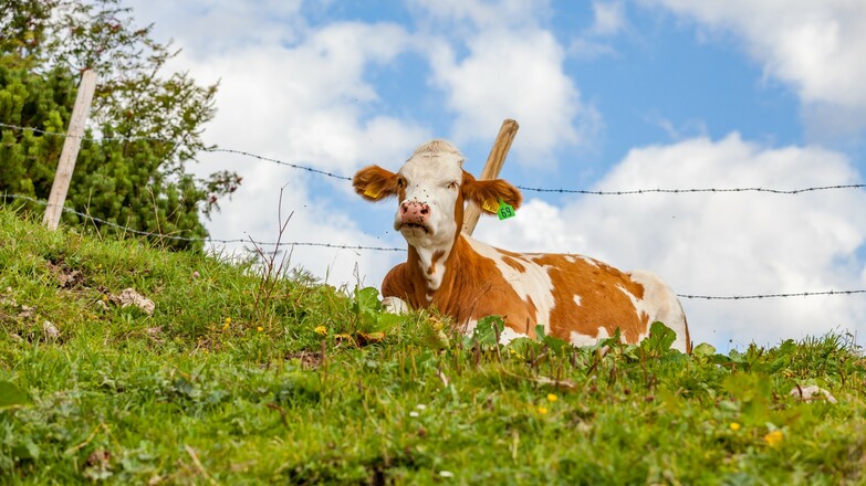 Kuh am Dürrnbachhorn