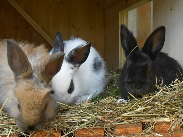 Unsere Hasen