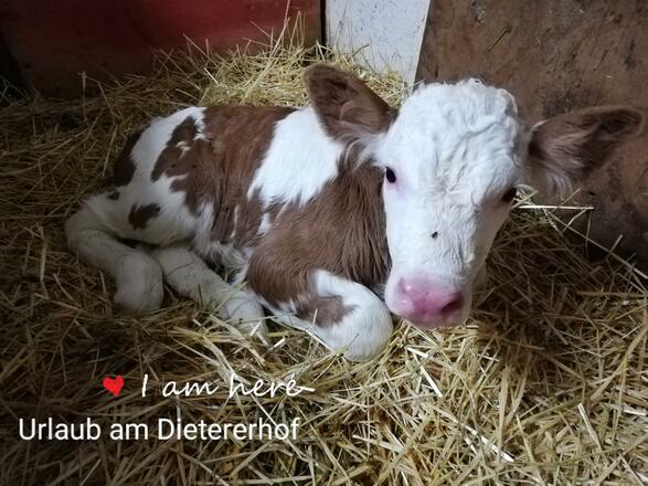 Unser Kalb Kirsche