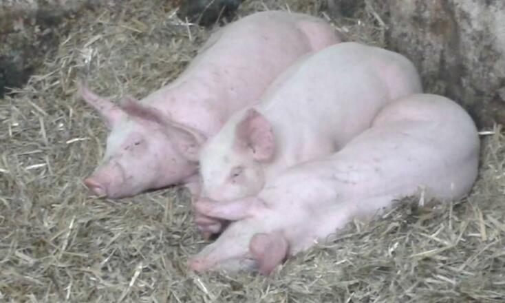 Unsere Schweine