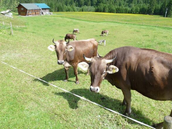 Unsere Kühe