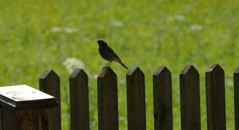 Natur pur