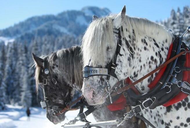 Pferde Winter