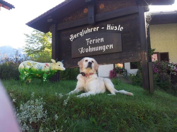 Hunde willkommen