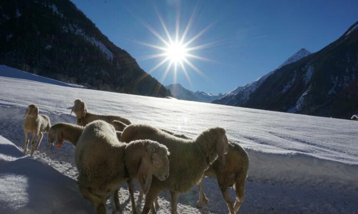 Blick auf den Gletscher  (4)