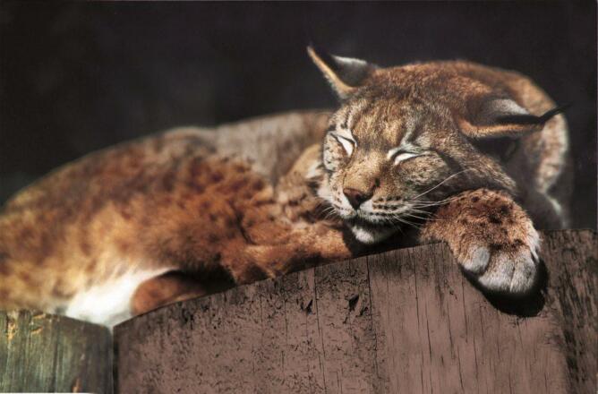 Wild und Freizeitpark Ferleiten
