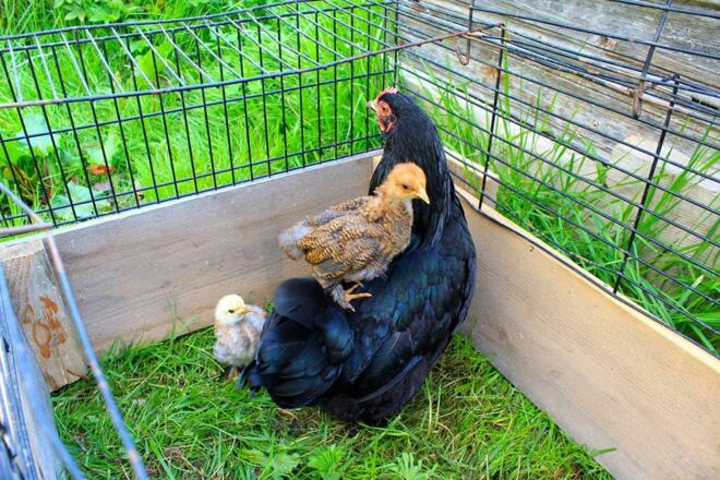 unsere Hühner mit Küken