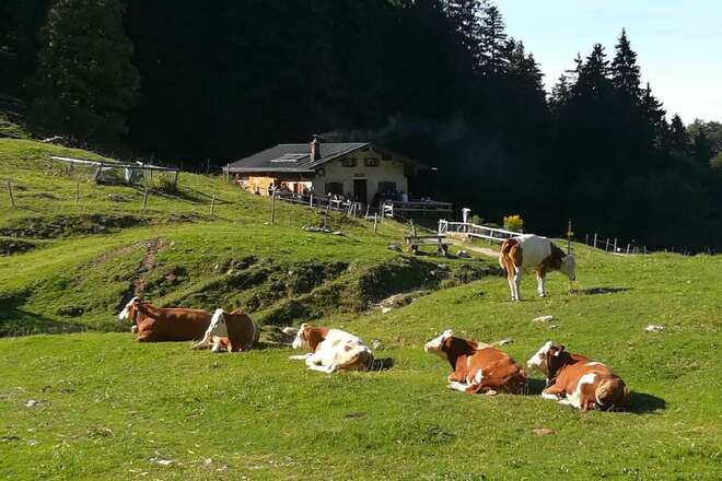 Staudacher Alm mit Kühen