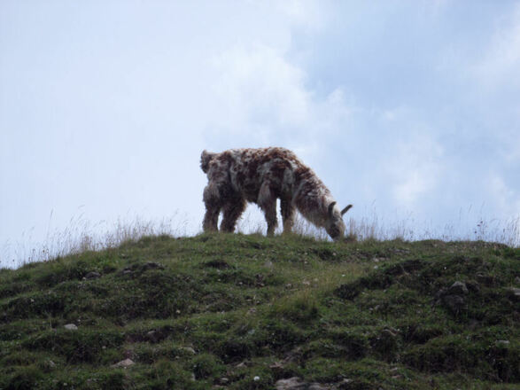 ein lama auf dem weg