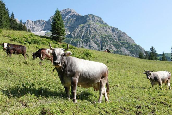 sommer_18_kuhe