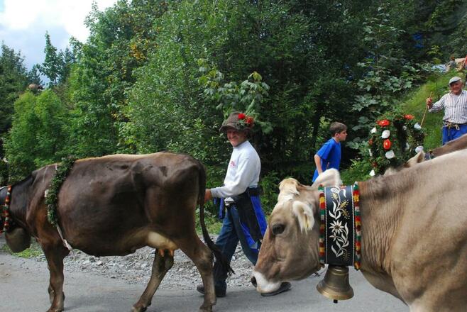 Alpabtrieb von Spullers