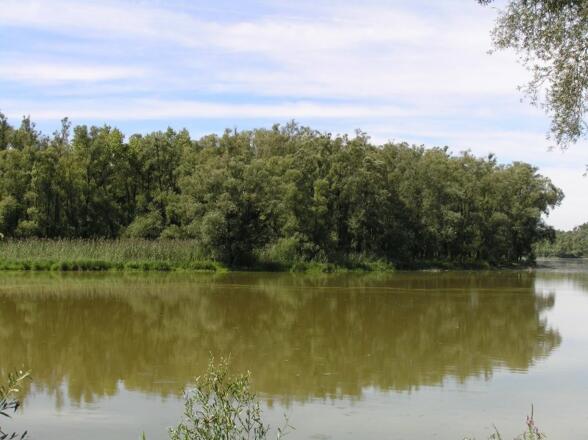Silberweidenau
