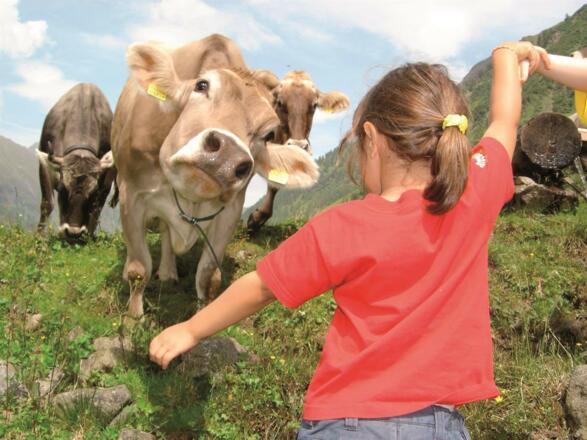 Kühe - ein Erlebnis für Kinder