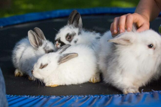 Tiere am Bauernhof - Hasen
