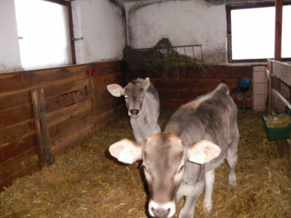 Roasnhof Kälber im Stall
