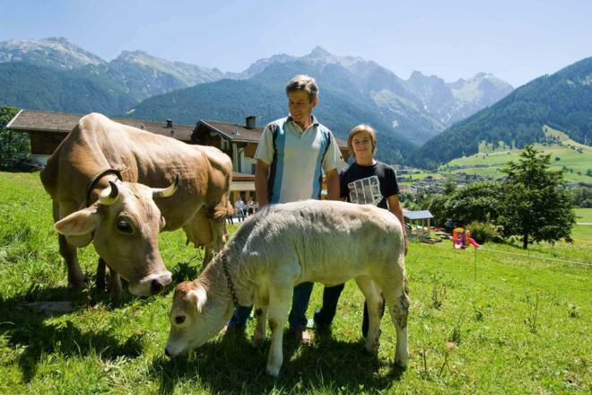 Tiere am Bauernhof - Kühe