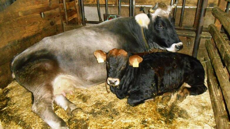 unser Grauvieh-Mutterkuh mit Kalb