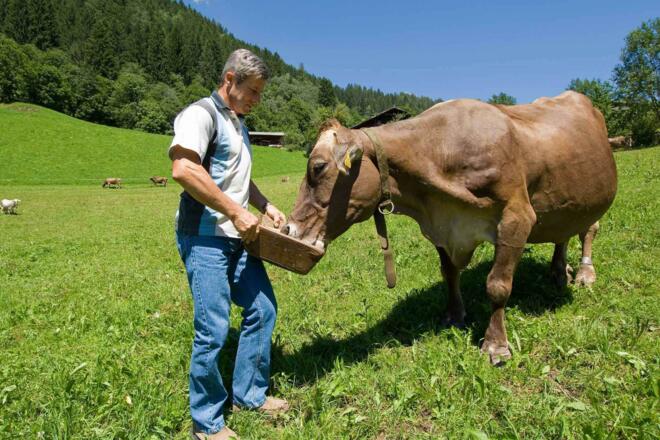 Tiere am Bauernhof - Kühe