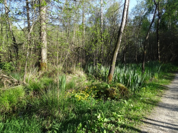 Trollblumen im  Egerndacher Moor