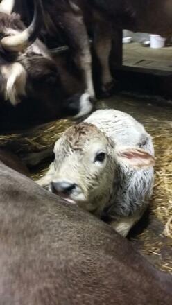 ein Neugeborenes....