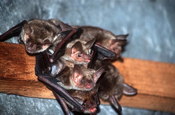 Fledermaus