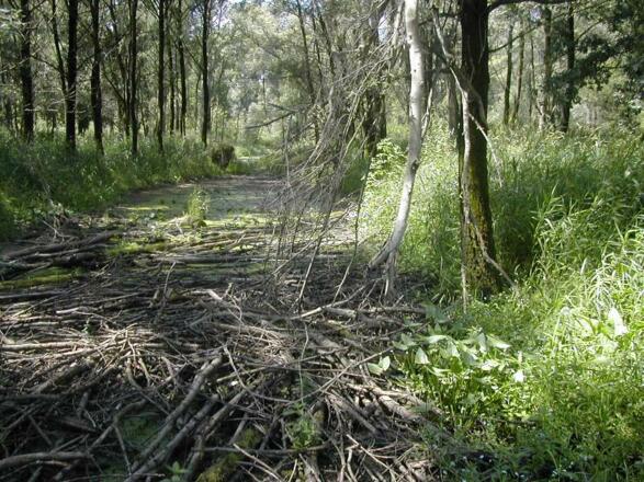 Altarm bei Entenlacke