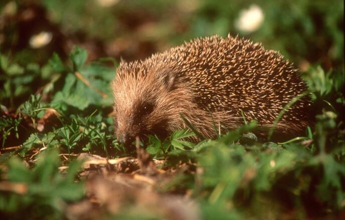 Europäischer Igel