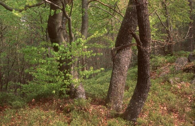Waldbild