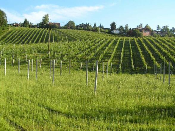 Weinanbau