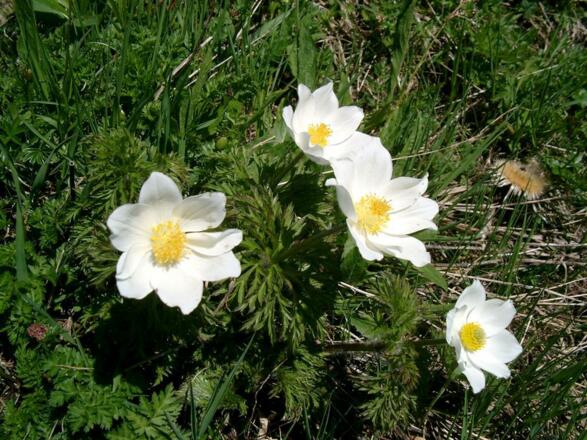 F10 Bergfrühling am Schlappold
