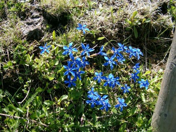 F9 Berg- Frühling am Felhorn