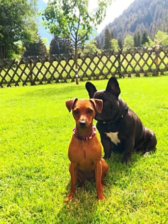 Haustiere sind erlaubt!