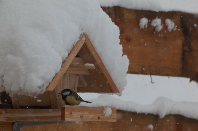 Glücksplatzl Mieders Vogel im Schnee