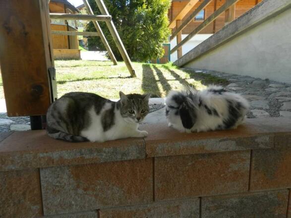 Mischa und Löwe