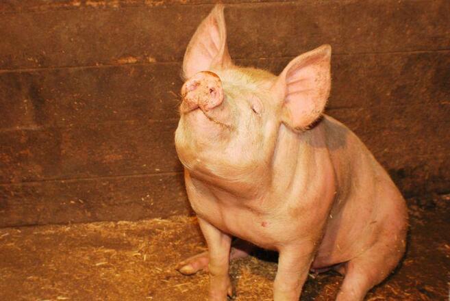 Alpenbauernhof Gröbenhof Schwein