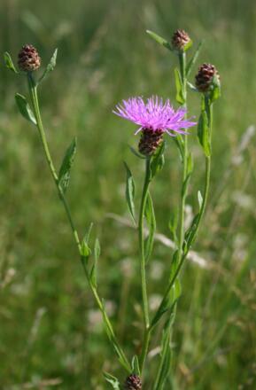 Wiesen-Flockenblume