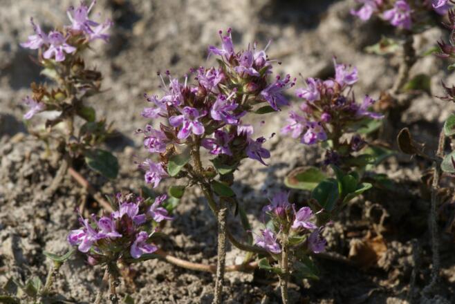 Thymian