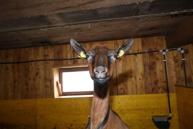 Bauernhof - Ziege