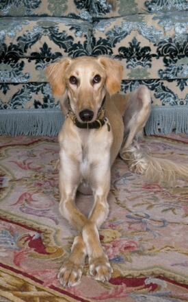 signature pet service4
