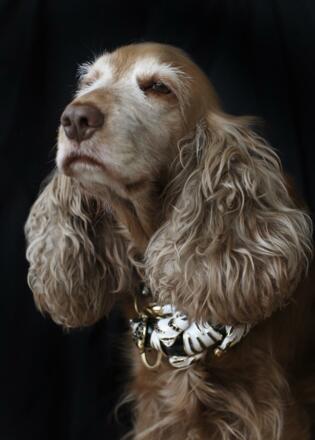 signature pet service©mariaziegelboeck