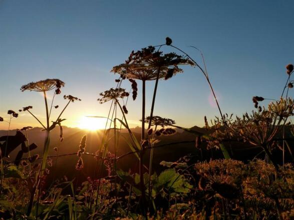 Walmendinger Horn im Sommer