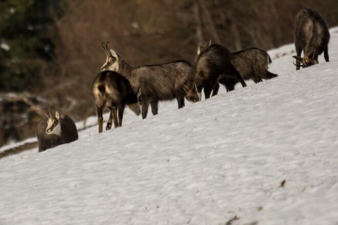 Jagd