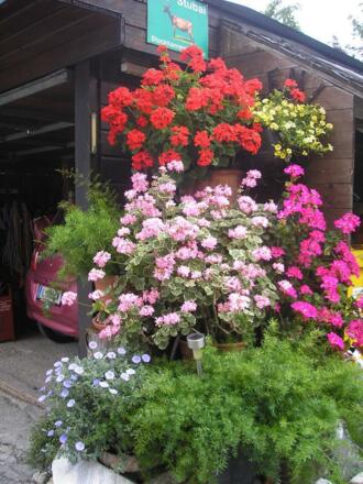 Blumen