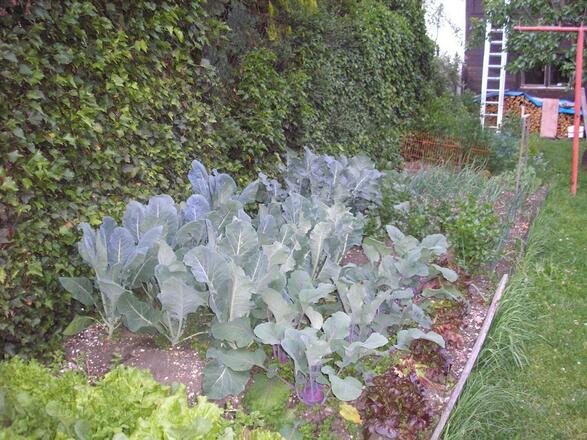 Gemüsegarten