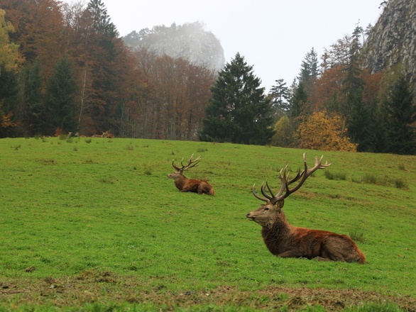 direkt gegenüber vom Café ist ein Wildgehege