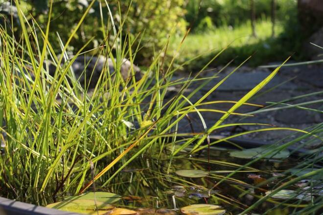 Impression Garten