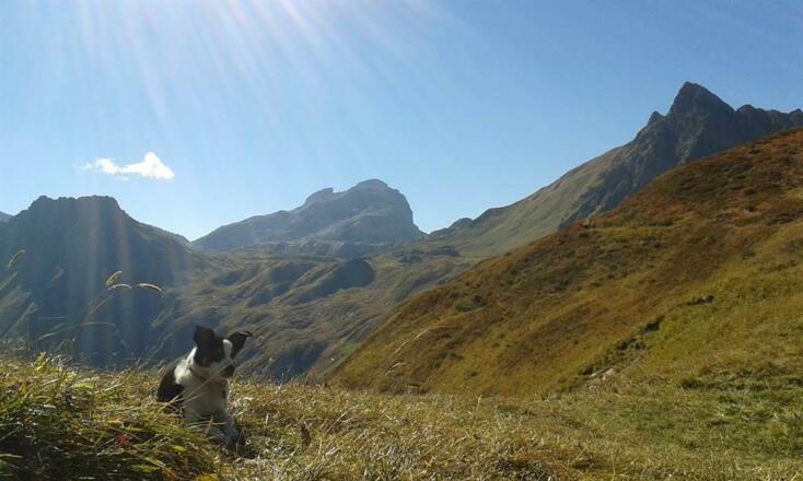 unser Hund unter der Mittagsspitze