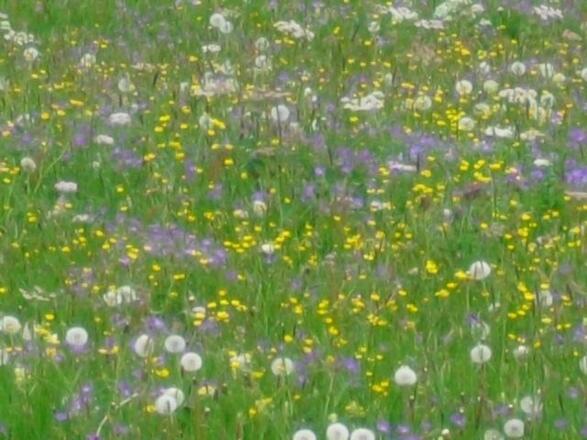 Blumenwiese