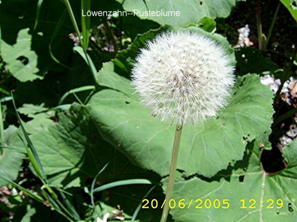 KWT 17.6.--25.6.05 045